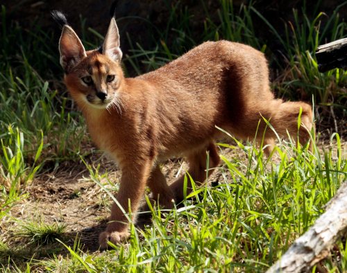 Male caracal kitten Mkuze explores his new habitat at the Oregon Zoo in Portland, Ore. Thursday, Sept. 1, 2011. (AP Photo/Don Ryan)