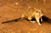 FILE - In this June 15, 2010 file photo, a rat wanders the subway tracks at Union Square in New York. (AP Photo/Frank Franklin II, File)