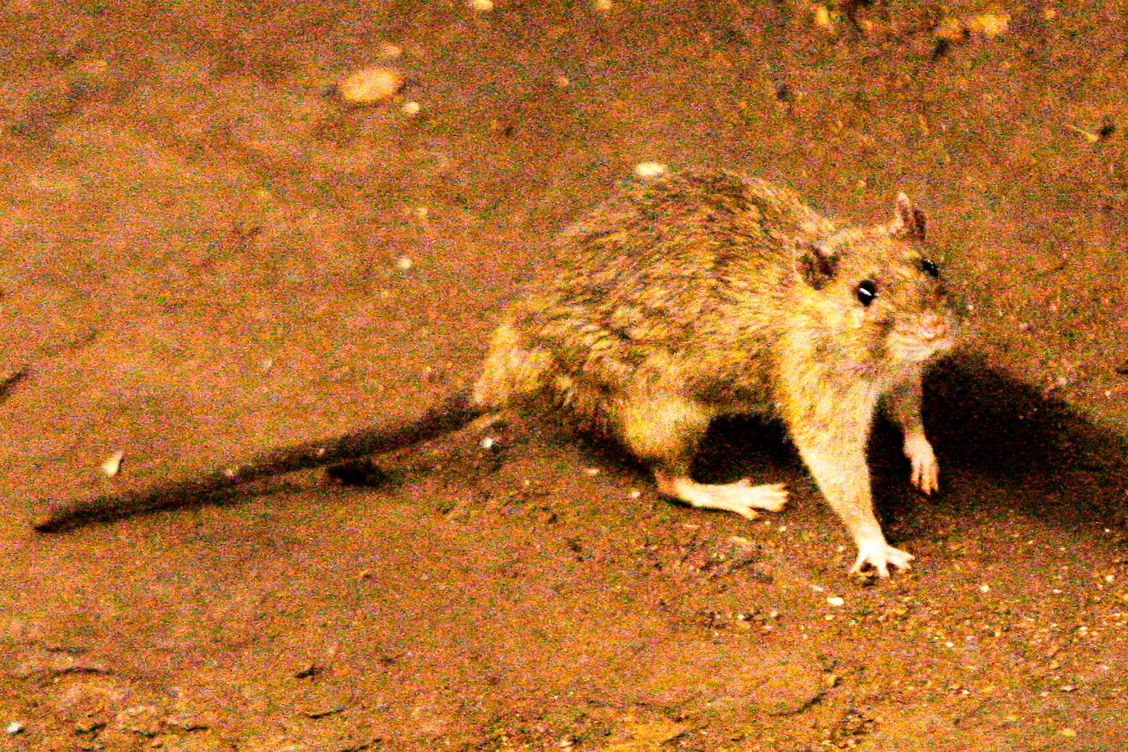What to know about hantavirus, the illness suspected in a cruise ship outbreak