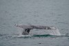 FILE — A grey whale dives near Whidbey Island as seen from a Pacific Whale Watch Association vessel, May 4, 2022, in Washington state. Federal researchers indicate the grey whale population along the West Coast is showing signs of recovery five years after hundreds washed up dead on West Coast beaches, from Alaska to Mexico. (AP Photo/Ted S. Warren, File)