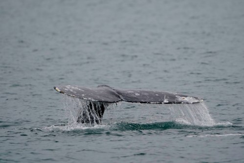 FILE — A grey whale dives near Whidbey Island as seen from a Pacific Whale Watch Association vessel, May 4, 2022, in Washington state. Federal researchers indicate the grey whale population along the West Coast is showing signs of recovery five years after hundreds washed up dead on West Coast beaches, from Alaska to Mexico. (AP Photo/Ted S. Warren, File)