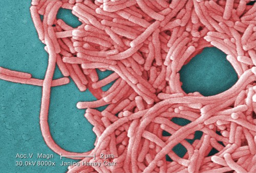 This 2009 colorized 8000X electron micrograph image provided by the Centers for Disease Control and Prevention shows a large grouping of Gram-negative Legionella pneumophila bacteria. THE CANADIAN PRESS/AP-Janice Haney Carr