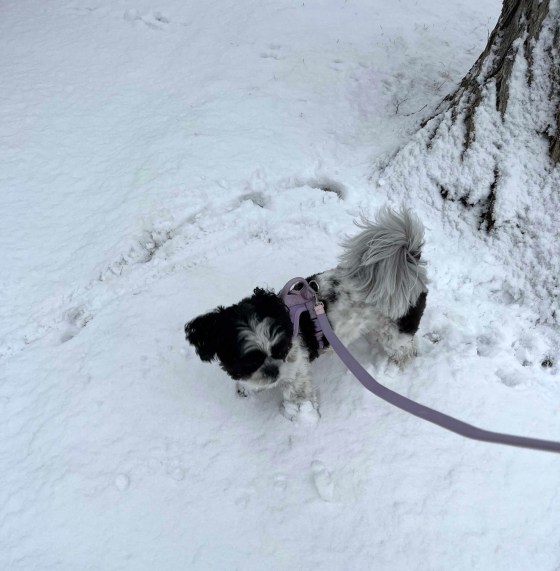 Phoebe's joy in fresh snowfall is contagious. (Jen Zoratti / Free Press)