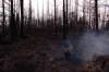 FILE
                                Manitoba forest fire damage