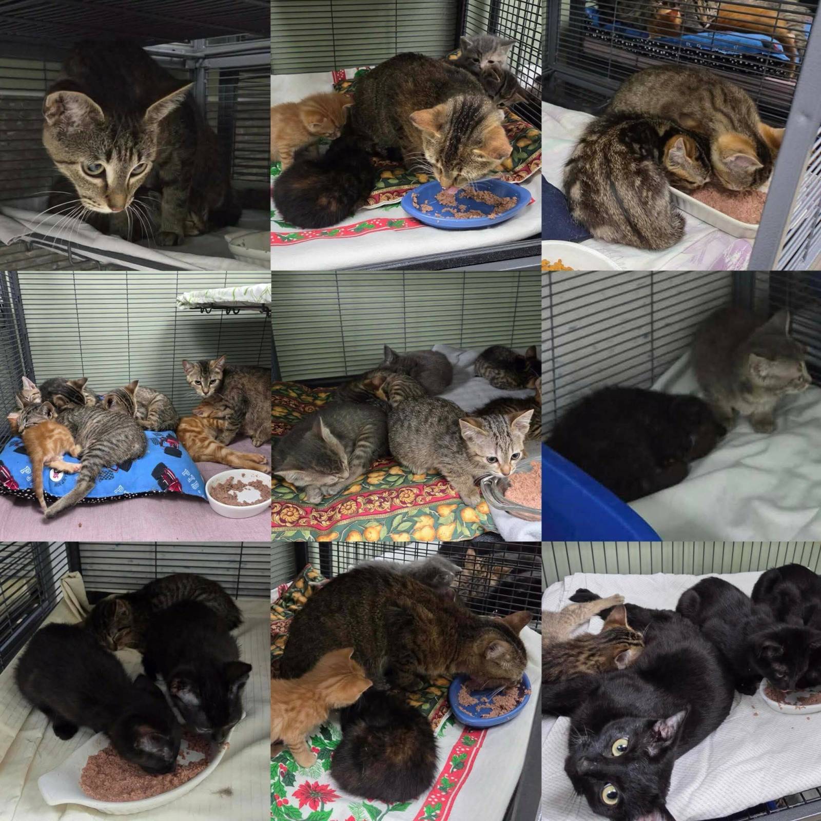 City non-profit responds to call for help, rescues 43 cats from hoarder