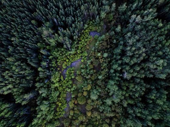 An aerial view of some of the forest that borders the Nelson River northeast of Gillam. (Tim Smith for The Narwhal)