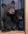 SUPPLIED
                                Two of the three orphaned bear cubs currently residing at Black Bear Rescue Manitoba after their mother was shot and killed in late March.