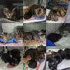 SUPPLIED Some of the cats that were recently removed from a hoarding situation by Winnipeg non-profit Tails of Freedom Rescue Inc.