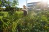 MIKE DEAL / WINNIPEG FREE PRESS Elder Audrey Logan has been building an Indigenous farming site at the old Klinic building on Broadway for the last number of years to teach and share traditional farming techniques and the community. The West Broadway Community Organization has started a fundraiser to move the garden site and make a more permanent home for Audrey and her project. 200716 - Thursday, July 16, 2020.
                                MIKE DEAL / FREE PRESS files
                                Elder Audrey Logan has been building an Indigenous farming site at the old Klinic building on Broadway for the last number of years to teach and share traditional farming techniques and the community. The West Broadway Community Organization has started a fundraiser to move the garden site and make a more permanent home for Audrey and her project. 200716 - Thursday, July 16, 2020.