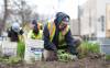 Kelsey Heide, a gardener with the City of Winnipeg, pulls out weeds in flower beds along with a crew of city gardeners at Vimy Ridge Park Friday May 15. The city has started prepping flower beds across the city before spring planting begins. (Ruth Bonneville / Free Press)