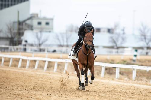 MIKAELA MACKENZIE / FREE PRESS 	 Jockey Antonio Whitehall does morning training with Taillights at the Assiniboia Downs on Tuesday, May 12, 2026. For Mike McIntyre story. Free Press 2026
