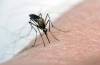 The city started its mosquito-larviciding campaign last week by using helicopters and trucks with sprayers to deliver the treatment. (File)
