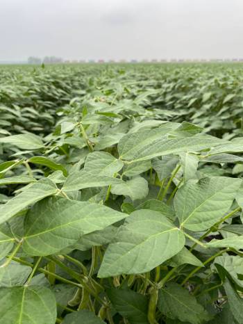 FILES
                                Soybeans do not require much nitrogen fertilizer.