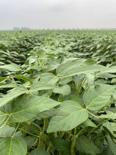 FILES
                                Soybeans do not require much nitrogen fertilizer.