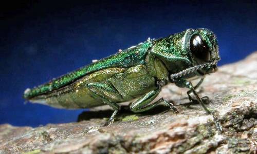 FILE
                                An adult emerald ash borer. The insects kill ash trees with alarming efficiency.