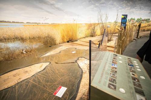 Organic material used in the diorama proved too appealing to pests like mice, moths and beetles. (Mikaela MacKenzie / Free Press)