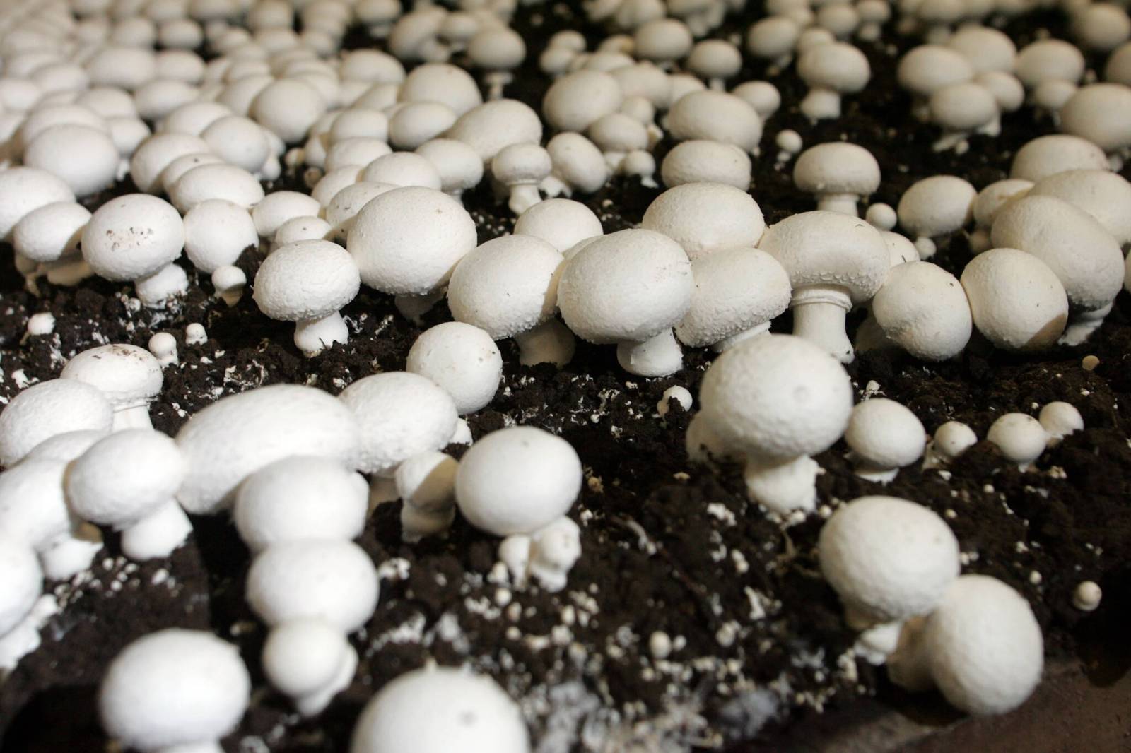 Mushroom producers face ‘worrying' duties