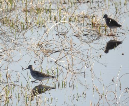 Arron Nerbas photos
                                Yellowlegs hunt for food in Shellmouth. Inset: a screenshot of the route taken by the lesser yellowlegs known as Cholao 2.