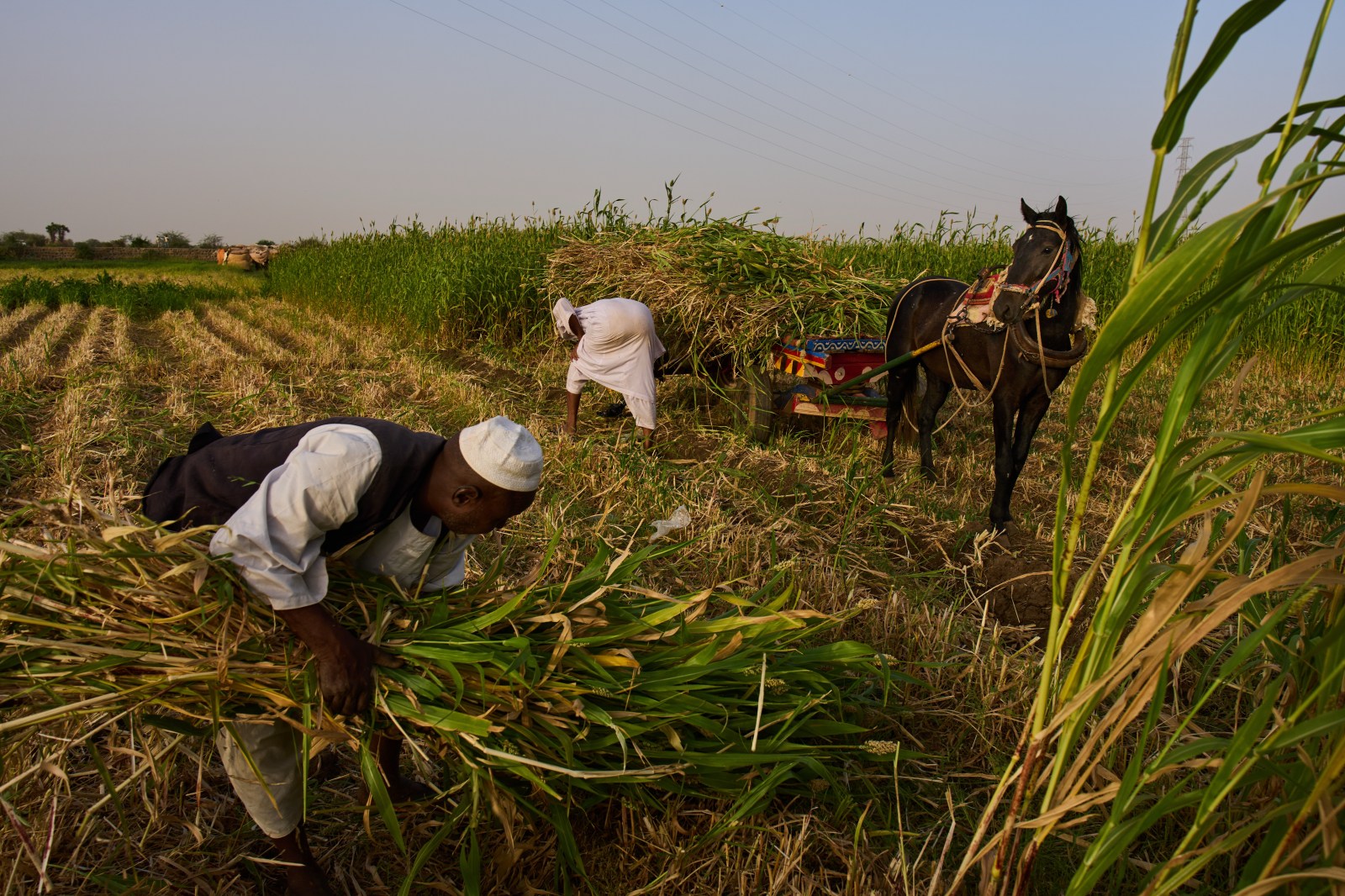 Sudan hunger rises amid war, aid cuts and Hormuz disruption