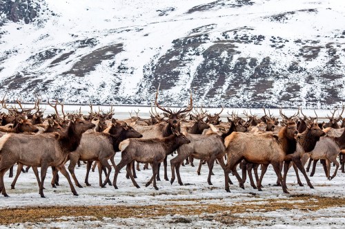 FILE - Elk make their way to the feed line on the National Elk Refuge, Feb. 21, 2017, north of Jackson, Wyo. (Ryan Dorgan/Jackson Hole News & Guide via AP, File)
