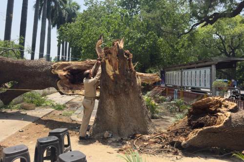 A Home Guard member ties a rope to a fallen tree to set up a temporary shelter following dust storms and heavy rain in Prayagraj, India, Thursday, May 14, 2026. (AP Photo/Rajesh Kumar Singh)