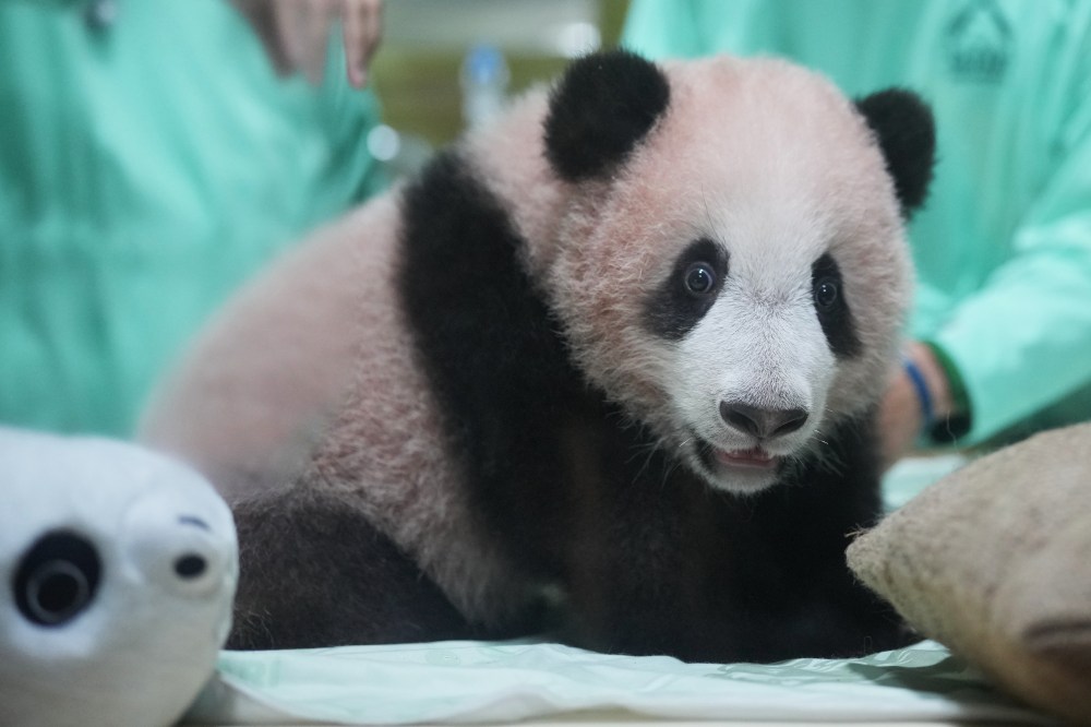 印度尼西亚第一只大熊猫幼崽“里约”在公开亮相前正在健康成长
