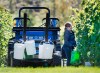 Workers pick grapes at the Luckett Vineyards in Wallbrook, N.S., on Thursday, Oct. 19, 2017. THE CANADIAN PRESS/Andrew Vaughan
