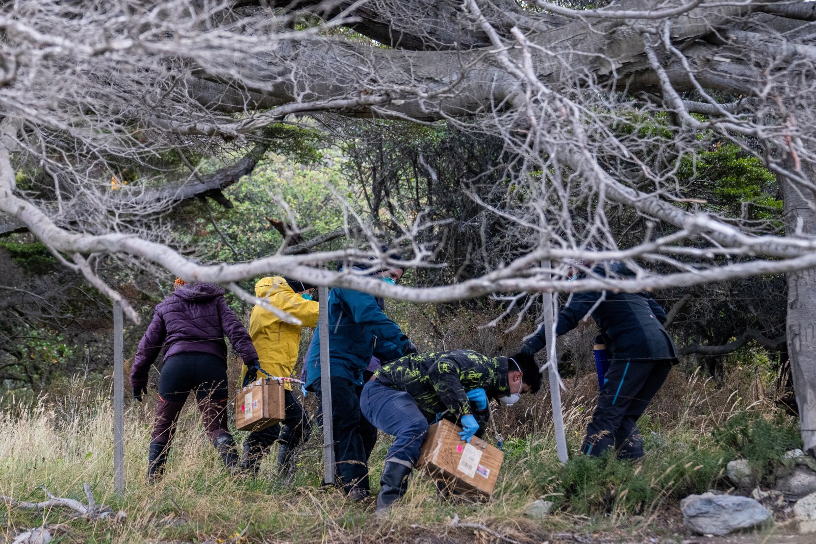 Argentine Team Traps Rodents Near Ushuaia to Trace Cruise Hantavirus Source