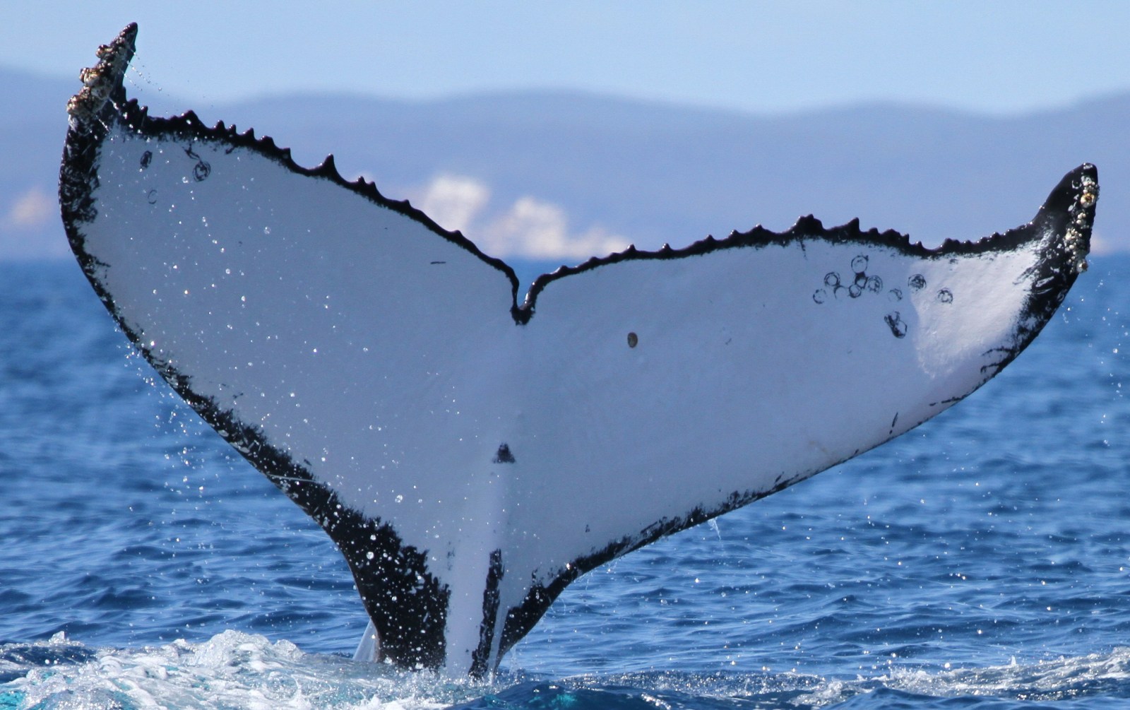 Two Humpback Whales Set Records for Crossings Between Australia and Brazil