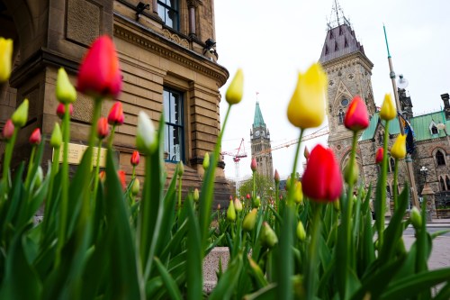 The Peace Tower on Parliament Hill is framed by a bed of tulips outside the Office of the Prime Minister and Privy Council in Ottawa on Friday, May 8, 2026. THE CANADIAN PRESS/Sean Kilpatrick