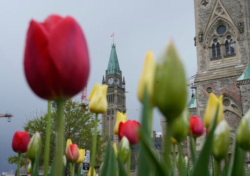 The Peace Tower is framed between tulips on Parliament Hill, in Ottawa, on Monday, May 11, 2026. THE CANADIAN PRESS/Adrian Wyld