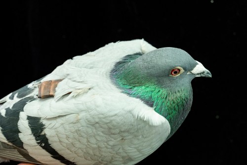This image provided by the Max Planck Institute of Animal Behavior shows a pigeon wearing a tag used to track its movement in May, 2026, in Konstanz, Germany. (Christian Ziegler/Max Planck Institute of Animal Behavior via AP)
