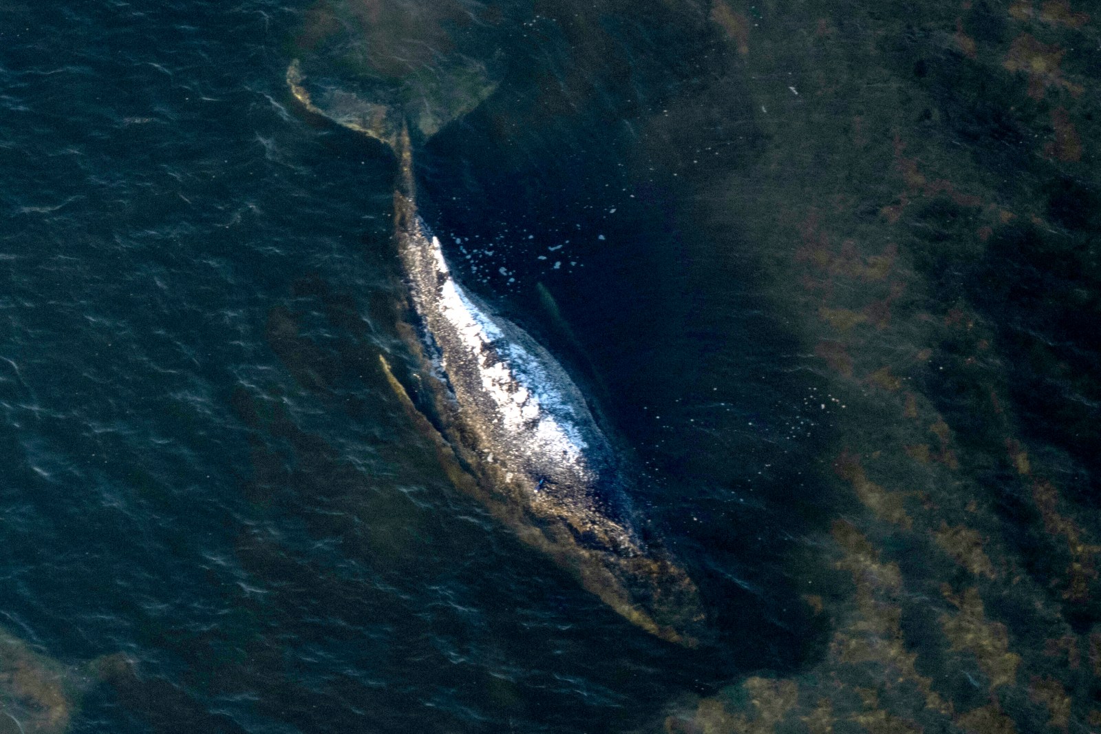 Dead humpback whale brought to shore in Denmark with autopsy set next week
