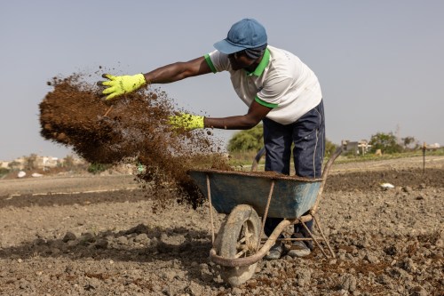 Farah Jammeh throws organic compost on the fields at the cooperative in Rufisque, Senegal, Tuesday, May 12, 2026. (AP Photo/Caitlin Kelly)