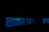 Beluga whales swim in a tank at Marineland amusement park in Niagara Falls, Ont., Friday, June 9, 2023. THE CANADIAN PRESS/Chris Young