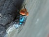 FILE - An adult New World screwworm fly sits in this undated photo. (Denise Bonilla/U.S. Department of Agriculture via AP)