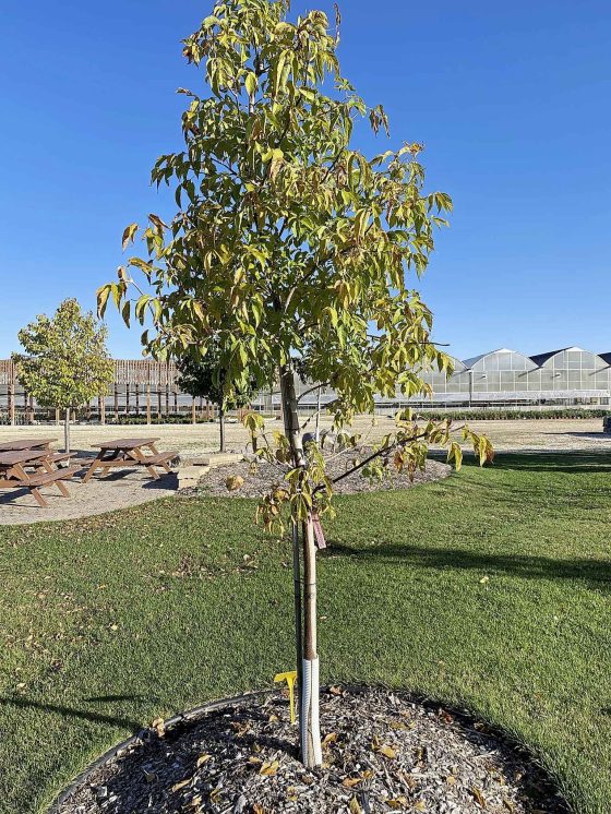 Baron Boxelder Maple: it's seedless (Jeffries Nurseries)