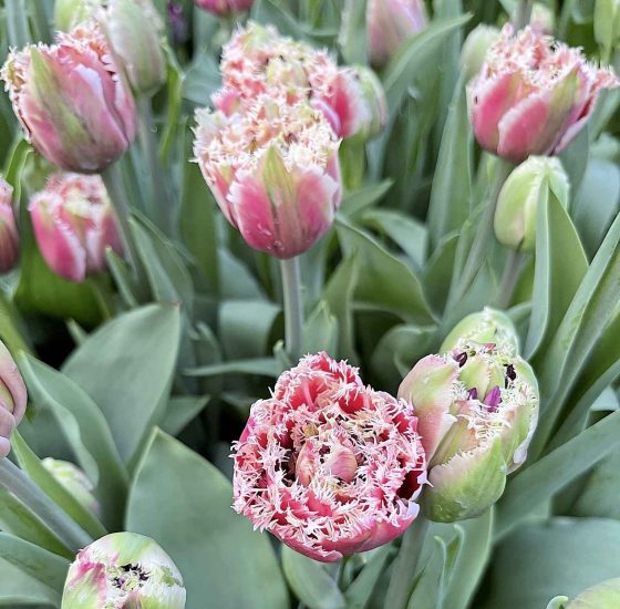 Brest Double Fringed Tulip (Nico Vonderbank photo)