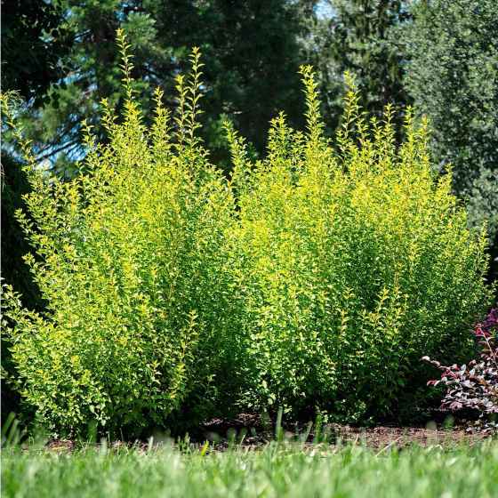 Cougar Cub Ninebark, with bright yellow foliage (Bloomin' Easy)