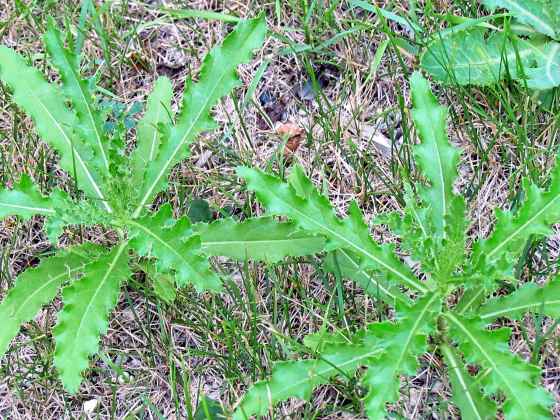 Just say no to glysophate, even on Canada thistles. (Colleen Zacharias photo)