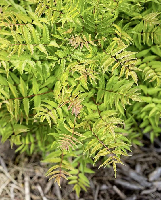 Matcha Ball Ash Leaf Spirea, a non-suckering variety (First Editions photo)