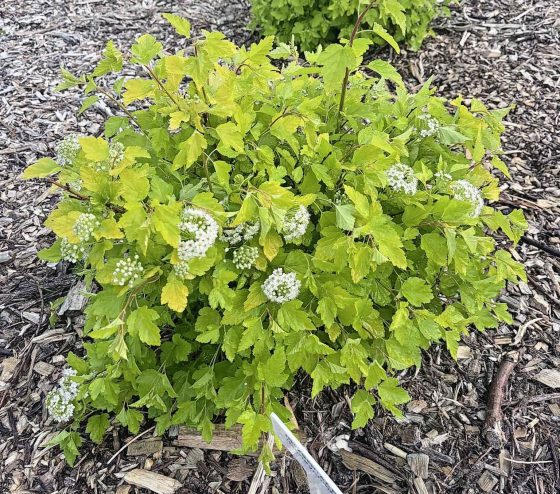 Ninebark Honeycomb shrub from First Editions (Garth Aubin photo)