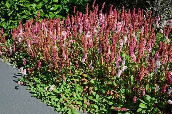 Persicaria affinis Border Jewel is a hardy ground cover. (Gary Lewis photo)