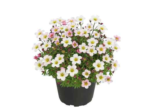 Saxifraga So Saxy Appleblossom: spring blooming (Ball Horticultural)