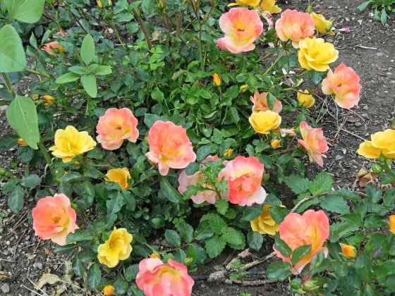 New rose introduction: Quartet (Rick Durand photo)