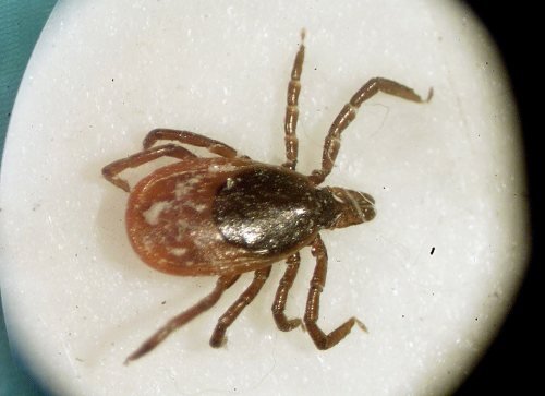 A deer tick is seen under a microscope in the entomology lab at the University of Rhode Island in South Kingstown, R.I., in March 2022. THE CANADIAN PRESS/AP-Victoria Arocho
