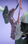 A forest tent caterpillar is shown in this handout photo. THE CANADIAN PRESS/Handout-Olds College of Agriculture & Technology (Mandatory Credit)