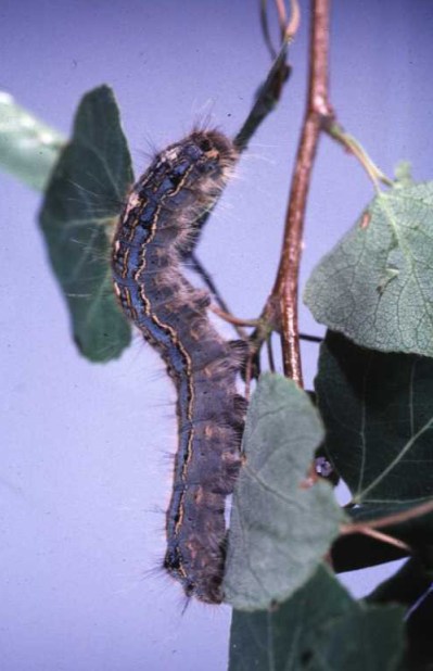 A forest tent caterpillar is shown in this handout photo. THE CANADIAN PRESS/Handout-Olds College of Agriculture & Technology (Mandatory Credit)
