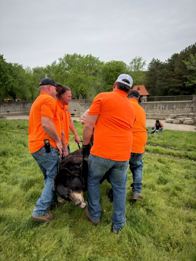 Marineland, the shuttered Niagara Falls, Ont., amusement park, says it is rehoming its complement of bears to a sanctuary in Colorado.
THE CANADIAN PRESS/Handout-Marineland
(Mandatory Credit)