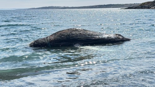 A whale carcass entangled in fishing rope is shown in this handout photo on a beach in Spaniard's Bay, N.L., on Thursday, June 11, 2026. THE CANADIAN PRESS/Handout — Mark Hayward (Mandatory Credit)